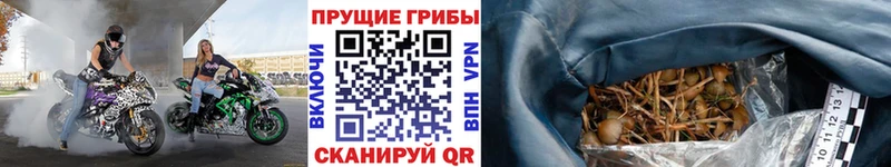 Псилоцибиновые грибы Psilocybine cubensis  MEGA зеркало  Серов  купить закладку 
